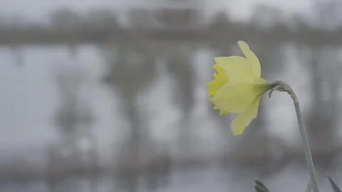 Flower and swans Stock Footage 125995291