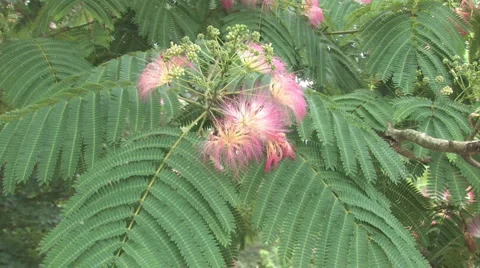 Flower and Tree Stock-Footage 976412