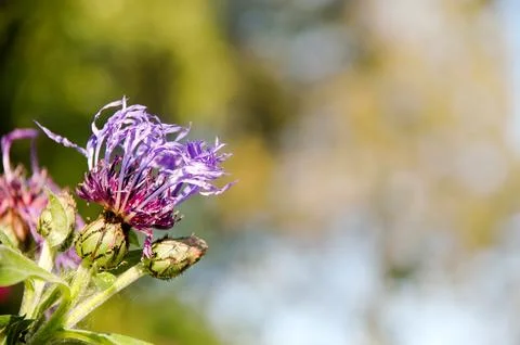 Flower and trees Stock Photos
