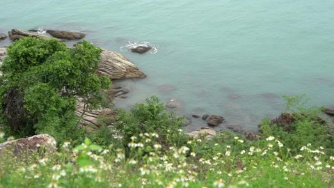 Flower and viewpoint Video stock 153141512