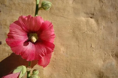 Flower and wall Stock Photos