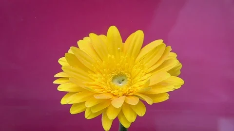 Flower and white ink cloud infusion into water on purple background Stock Footage 89450099