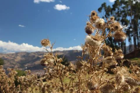Flower of andes Stock Photos
