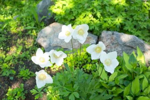 Flower anemone Stock Photos