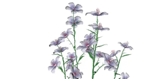 Flower animation 1 Stock Footage 240387514