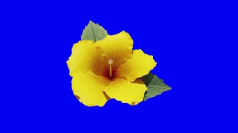 Flower animation on blue screen 動画素材 328228877