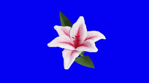 Flower animation on blue screen 動画素材 328228890