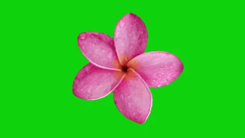 Flower animation on green screen 動画素材 328228845
