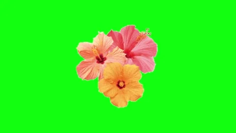 Flower animation on green screen Video stock 337092364