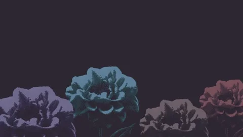 Flower Animation Montage with Stop Motion Retro Style and Halftone Texture Stock Footage 299530184