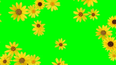 Flower Animation (sunflower) - seamless loop, green screen, 4K Stock Footage 76258918