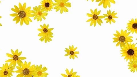 Flower Animation (sunflower) - seamless loop, alpha channel, 4K Stock Footage 76259254