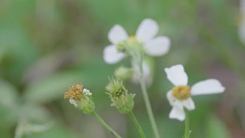Flower with ant crawling on it Stock Footage 172224683