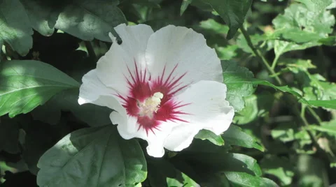 Flower with Ant 스톡 동영상 1064559