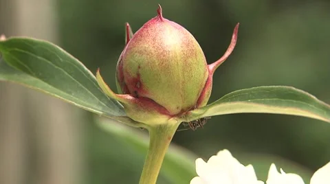 Flower ant insect Stock Footage 7730784