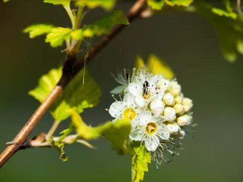 Flower with an ant Stock Photos