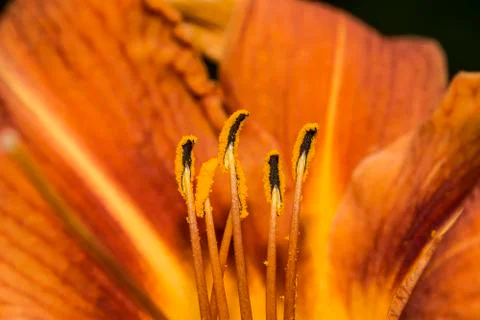 Flower anther Stock-Fotos