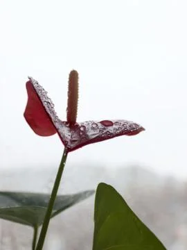 Flower Anthurium Andre Stock Photos
