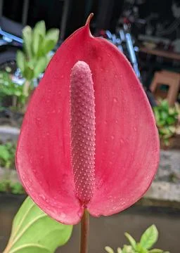 Flower anthurium Stock Photos