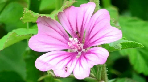 Flower ants Stock Footage 7763685