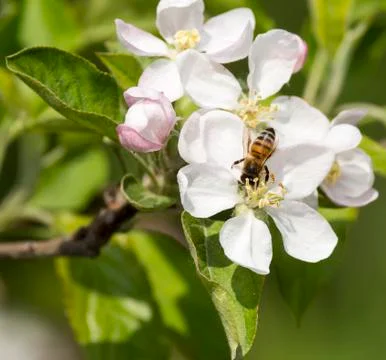 Flower of apple Stock Photos