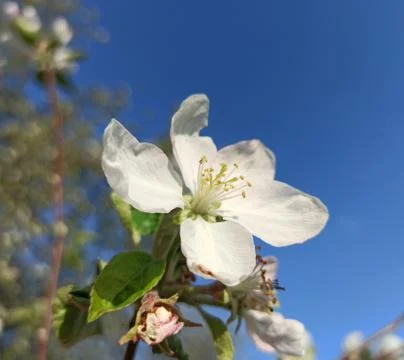Flower of apple tree on a background of blue sky. Foto stock