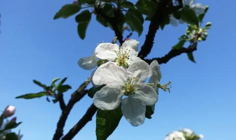 Flower of apple tree on a background of sky 库存照片