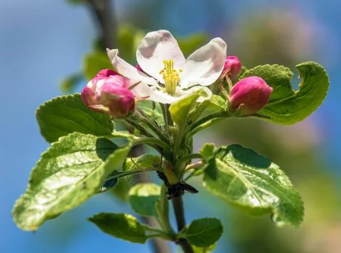 Flower of apple tree in latin Malus Domestica Stock Photos