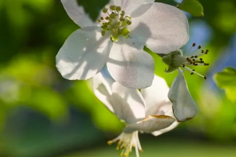 Flower of apple tree Stock Photos