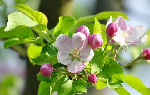Flower of apple tree Stock Photos