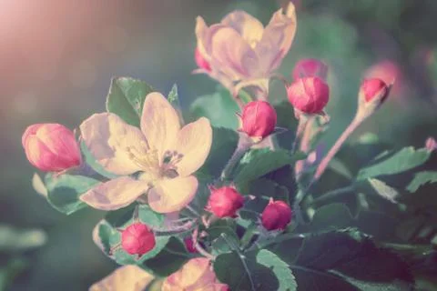 Flower apple tree Stock Photos