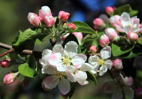 A flower on an apple tree Stock-Fotos