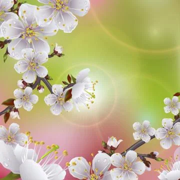 Flower apricot Stock Illustration