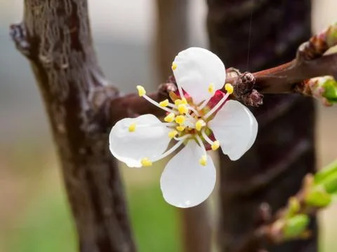 Flower of apricot tree in macro view. Foto stock