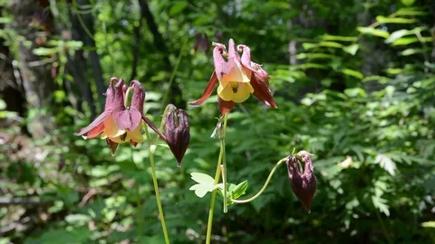 Flower aquilegia Stock Footage 103348378
