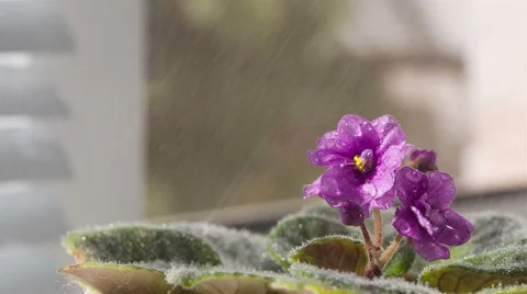 Flower are sprayed water. Stock-Footage 55639501