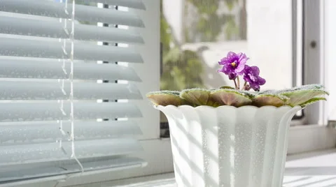 Flower are sprayed water. Video stock 55640289