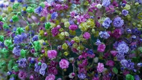 Flower arrangement - multicolored and rainbow gypsophila flowers close-up. Bouqu Stock Footage 271237687