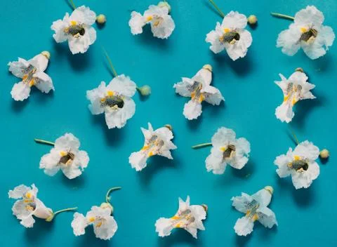Flower arrangement. pattern of white flowers on a blue background. Flatley, the Stock Photos