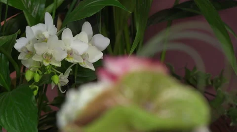 Flower arrangement shaped as a cake Video stock 56884402