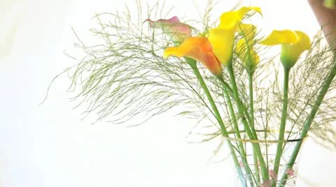 Flower arranging Stock Footage 11423067