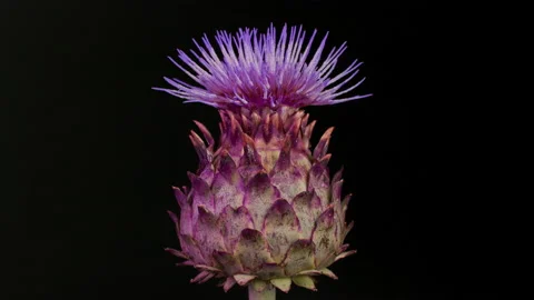 Flower of artichoke on black background Stock Footage 132330480