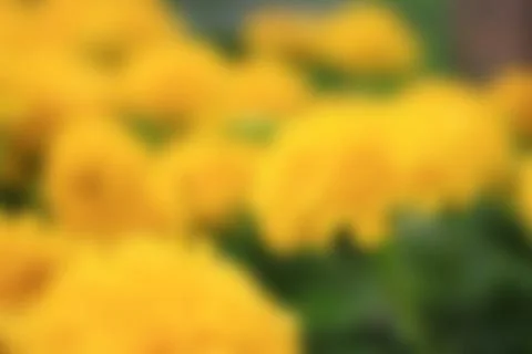 Flower artistic blur style - de focused urban abstract texture background for Stock Photos