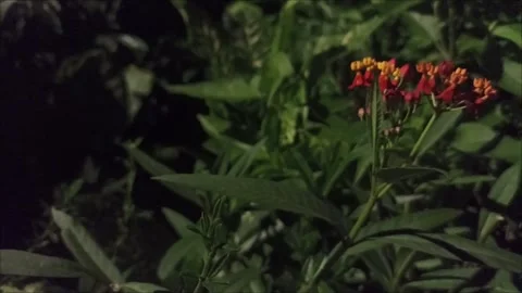 Flower Asclepias Stock Footage 287892349