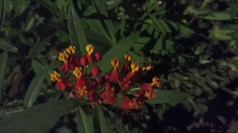 Flower Asclepias Stock Footage 287892508