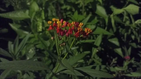 Flower Asclepias Stock Footage 287892553