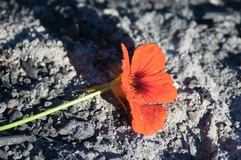 Flower from the ashes 스톡 사진