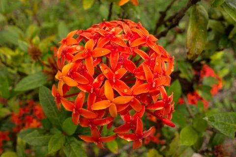 Flower of Ashoka Stock Photos