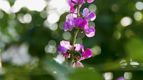 Flower of Asparagus bean vegetable shining in sunlight Stock Footage 256734742
