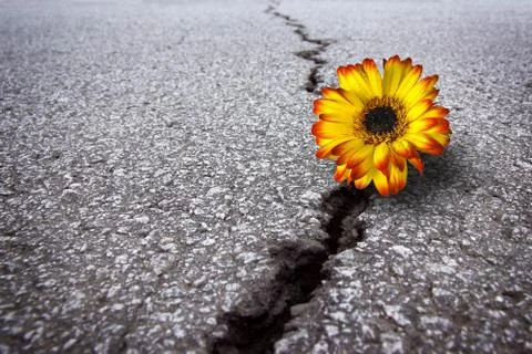Flower in asphalt Stock Photos